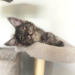 Juliet