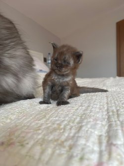 KIWI