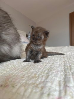 KIWI