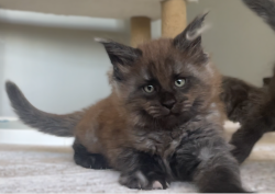 KIWI(RESERVED)
