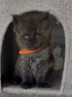 KIWI(RESERVED)