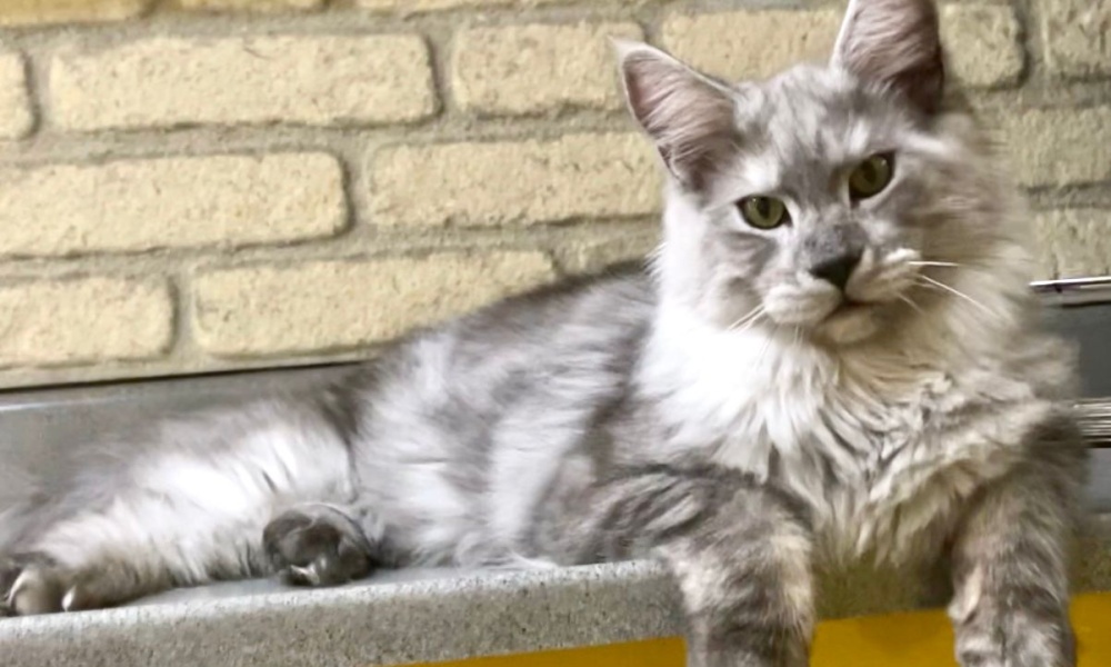 Qué es un Maine Coon? Conoce de Cerca al Gato Doméstico Más Grande del Mundo