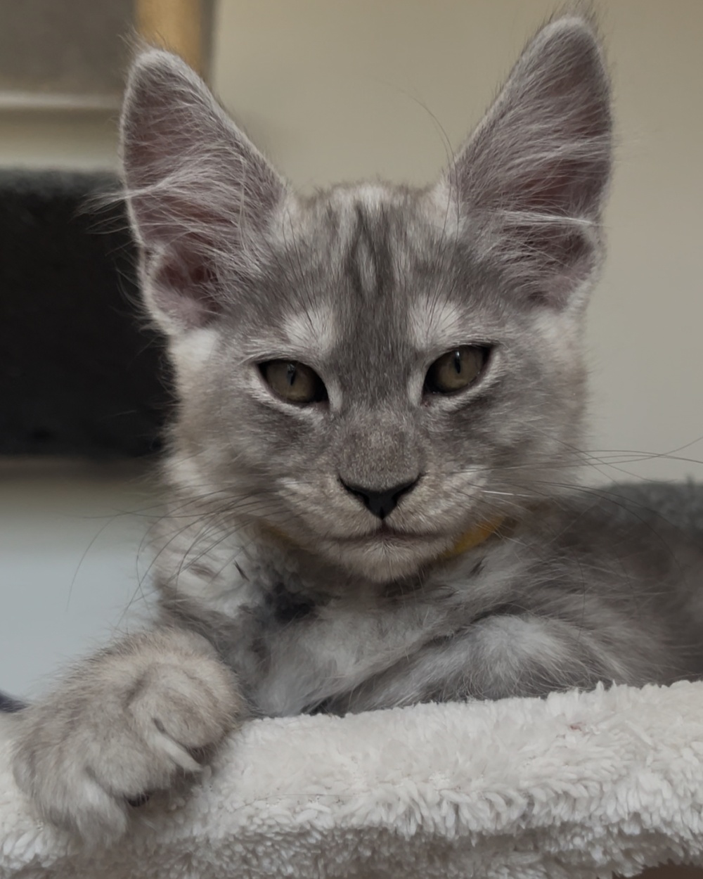 Grand Design I.Herkül