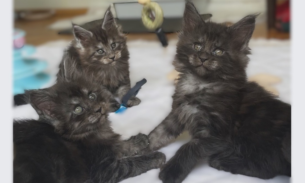 Todos nuestros gatitos han sido adoptados