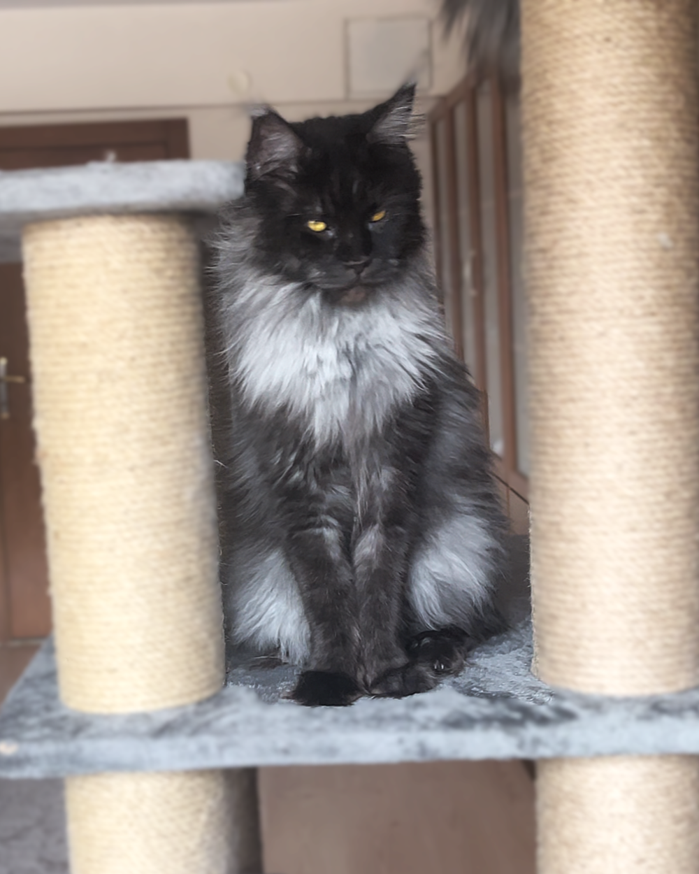 Grand Design Grand Yami