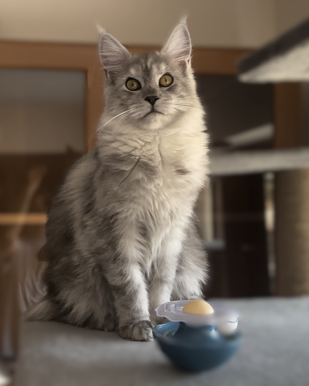 Grand Design I. Arya