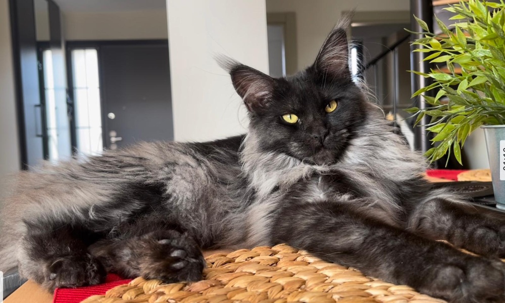 Cuidados del Gato Maine Coon – Consejos para un “Gigante Gentil” Sano y Feliz