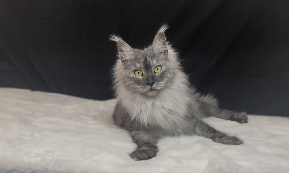 Características de Personalidad de los Gatos Maine Coon – ¿Por Qué Son Tan Queridos?