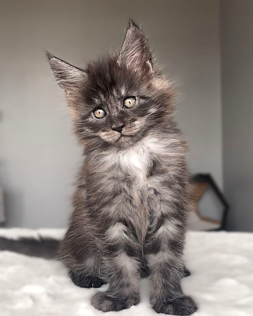 j litter (reserved)
