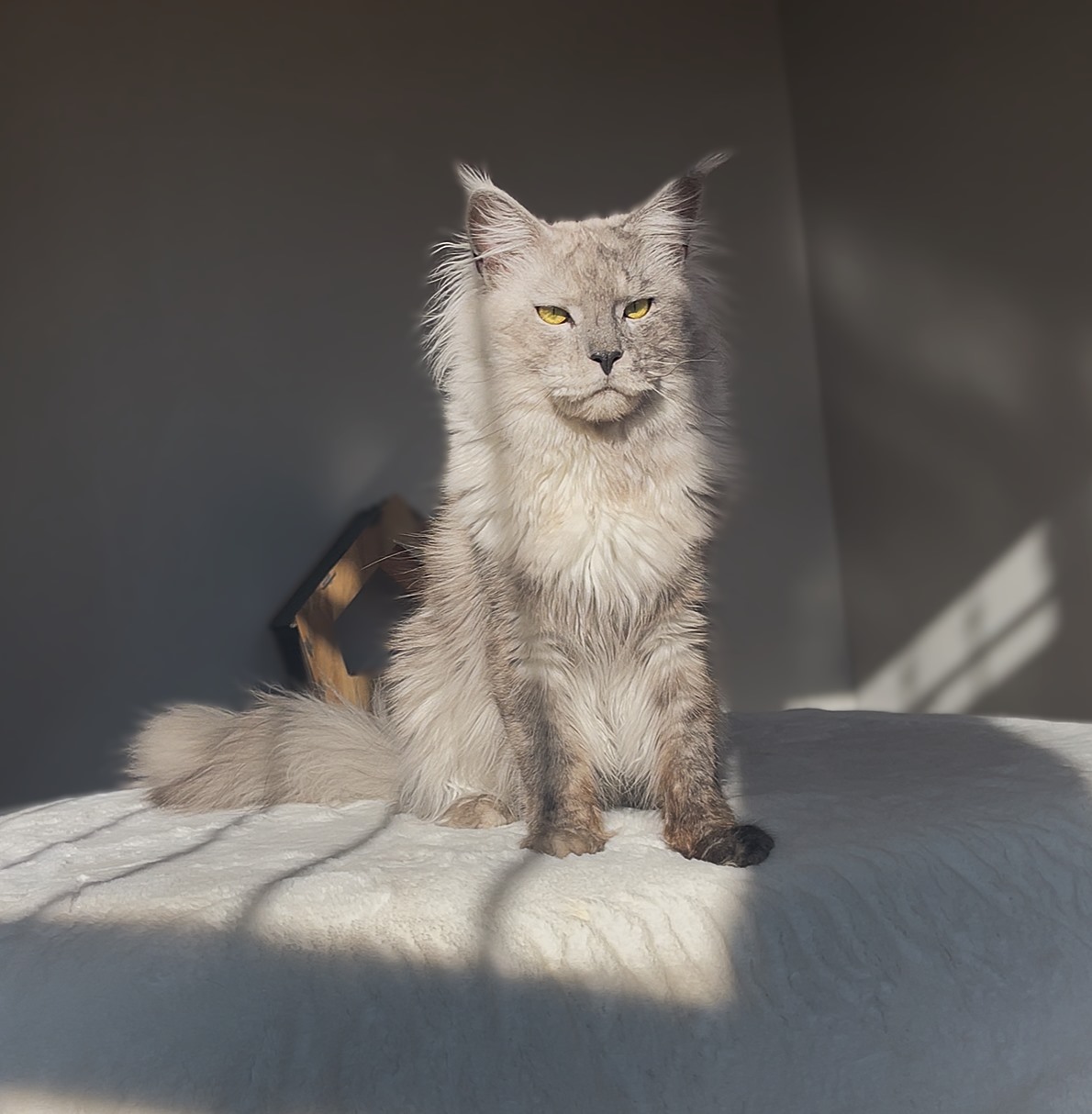 Why Are Maine Coon Parents Important?