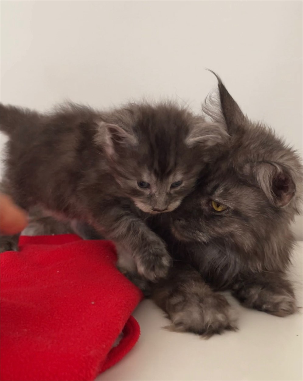 Maine Coon Kitten Development: Mother's Milk, Vaccination And Safe Nutrition Transition