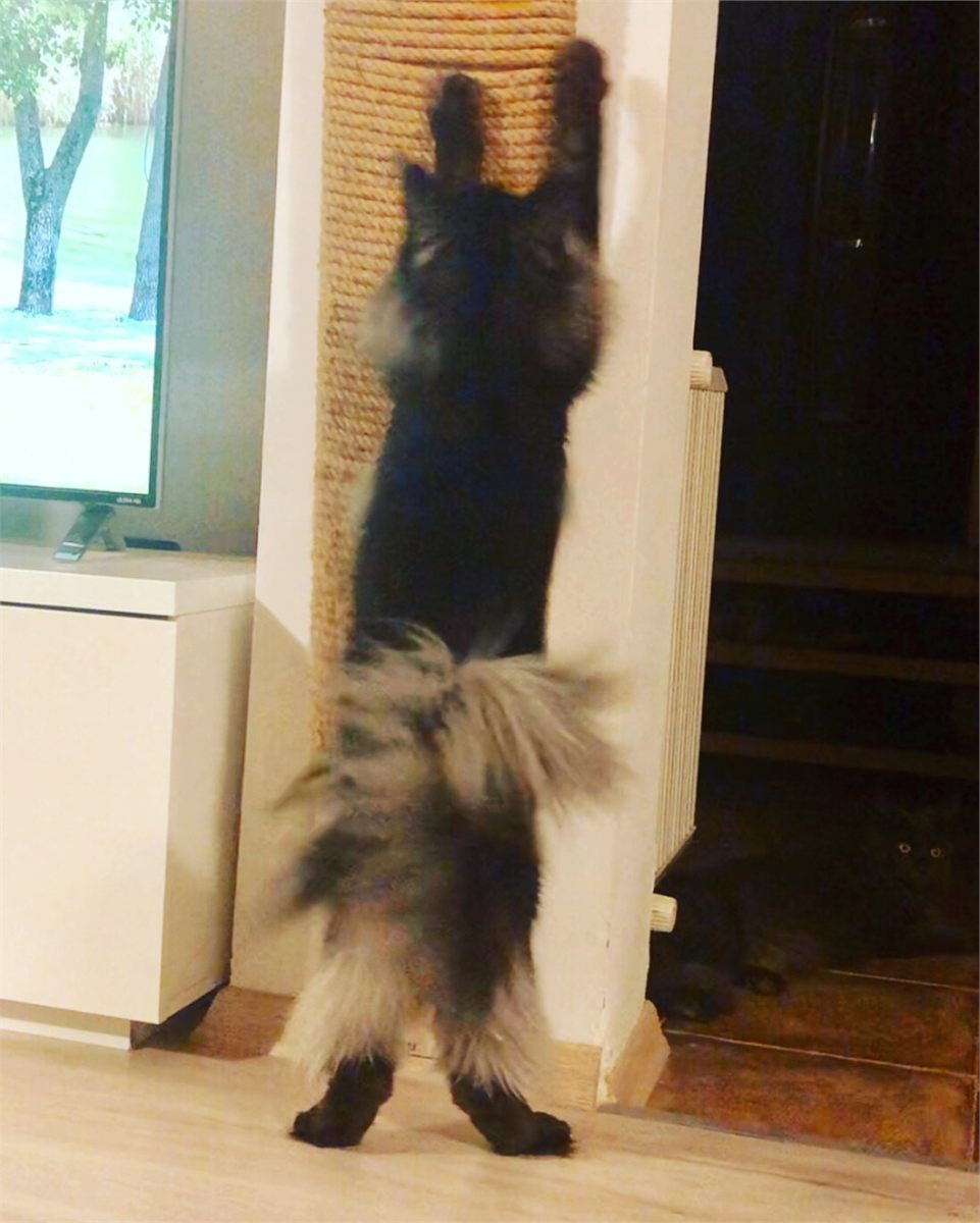 Black Smoke (ns) male Maine Coon parent