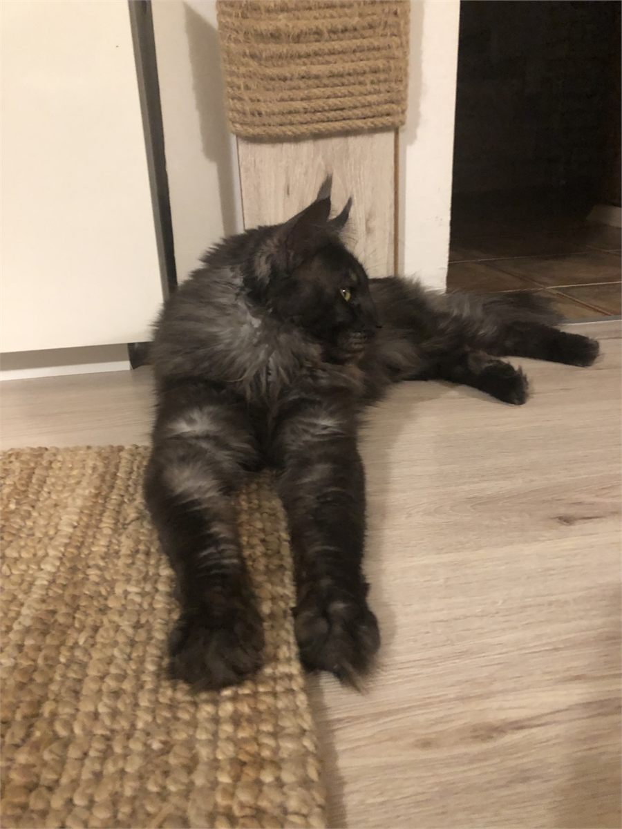 Black Smoke (ns) male Maine Coon parent