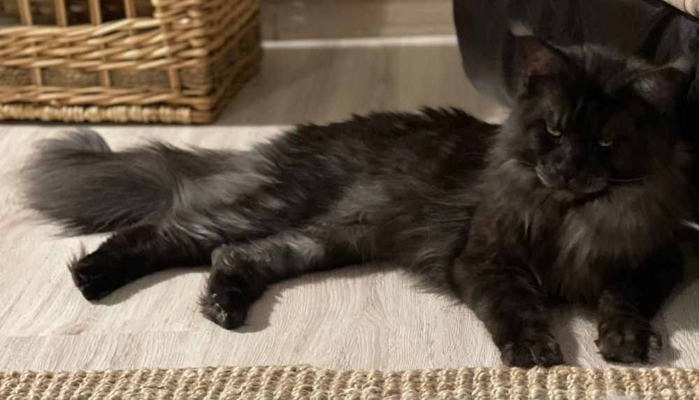 Black Smoke (ns) male Maine Coon parent
