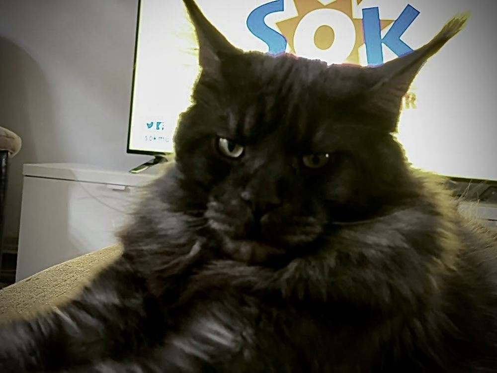 Black Smoke (ns) male Maine Coon parent