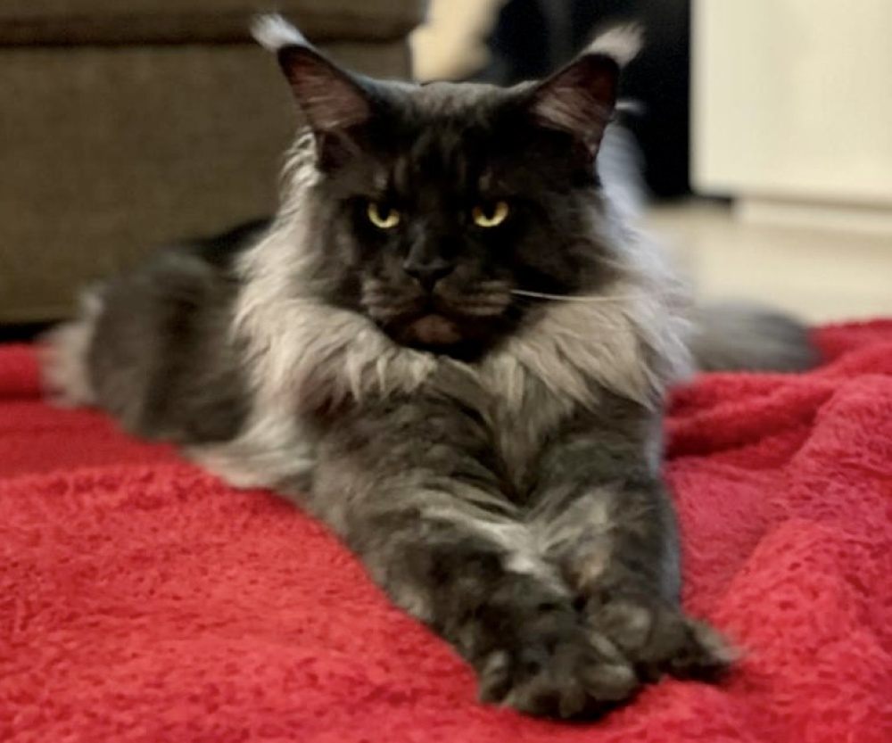 Black Smoke (ns) male Maine Coon parent