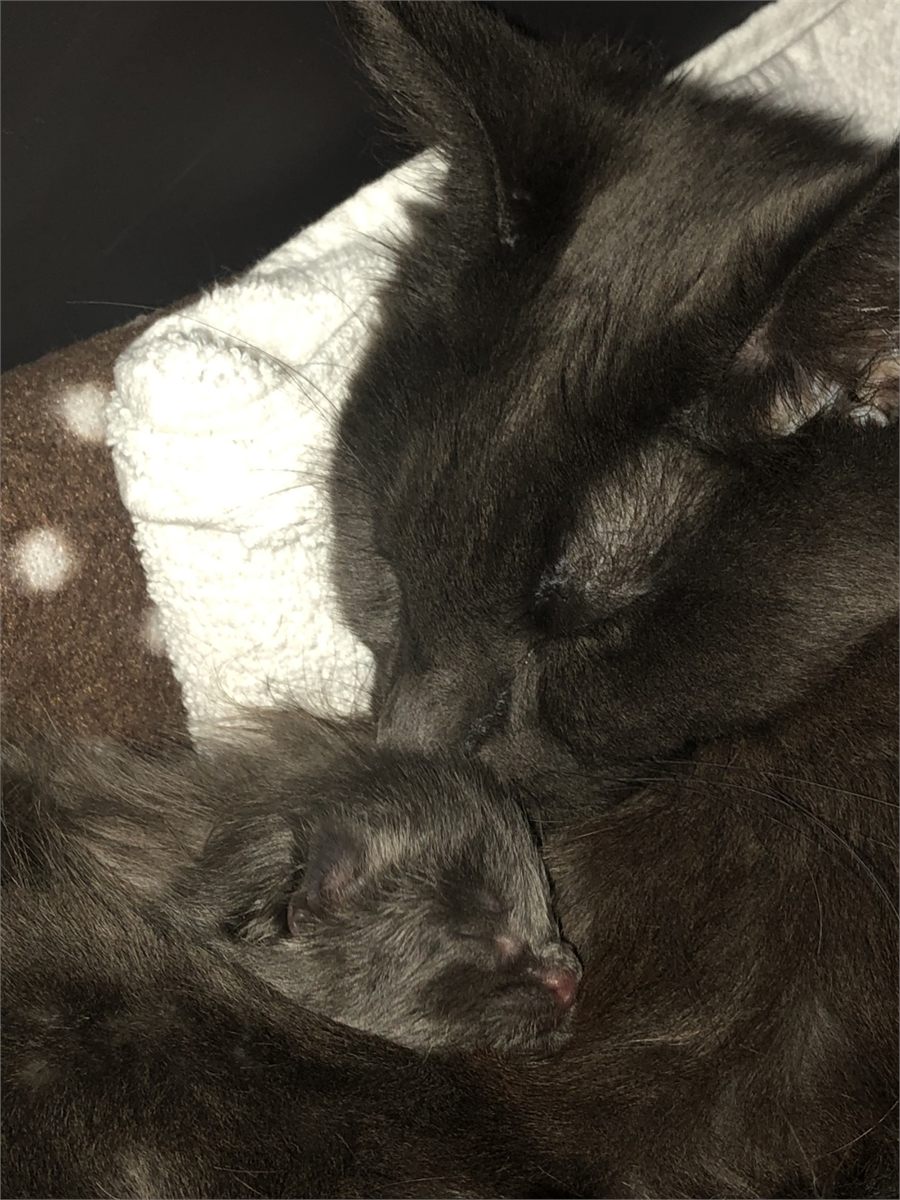 Blue (a) female Maine Coon parent
