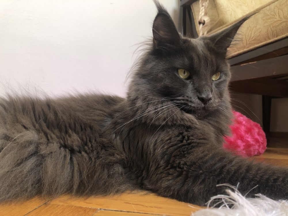 Blue (a) female Maine Coon parent