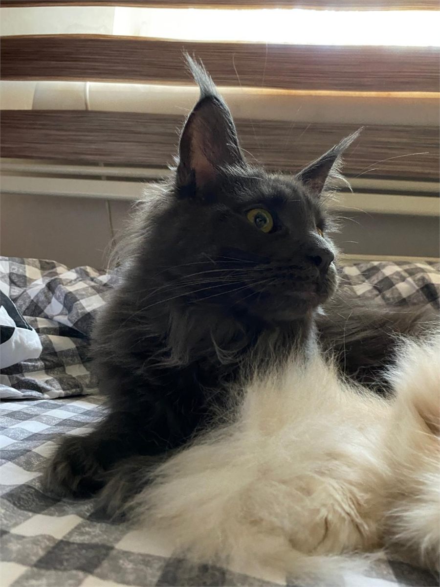 Blue (a) female Maine Coon parent