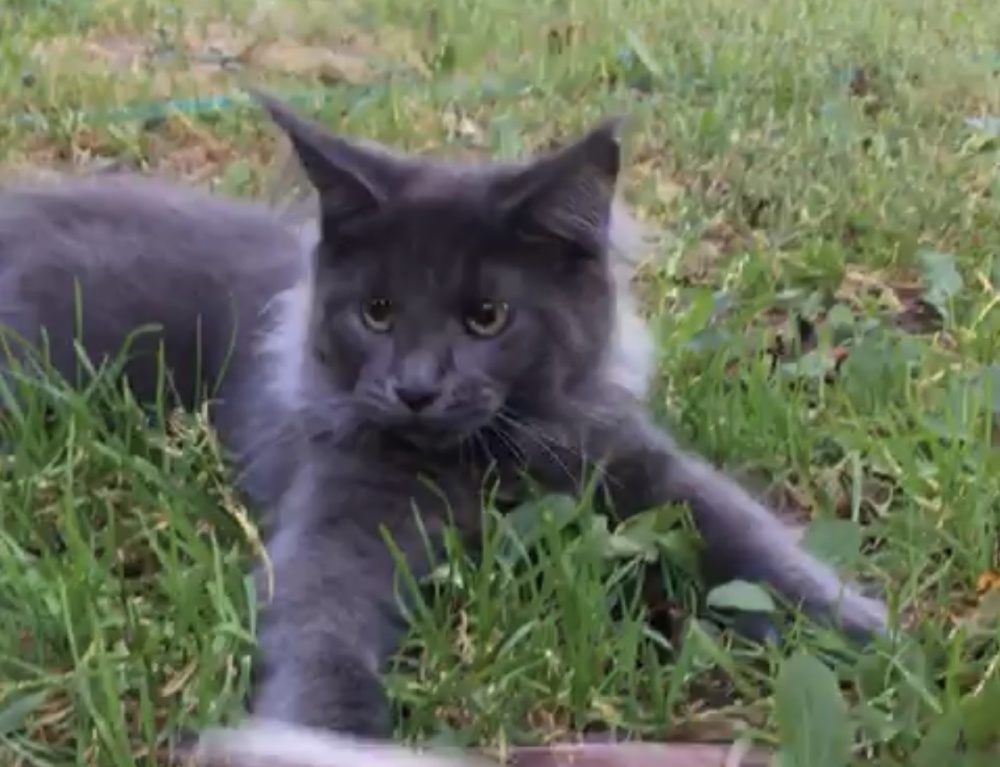 Blue (a) female Maine Coon parent