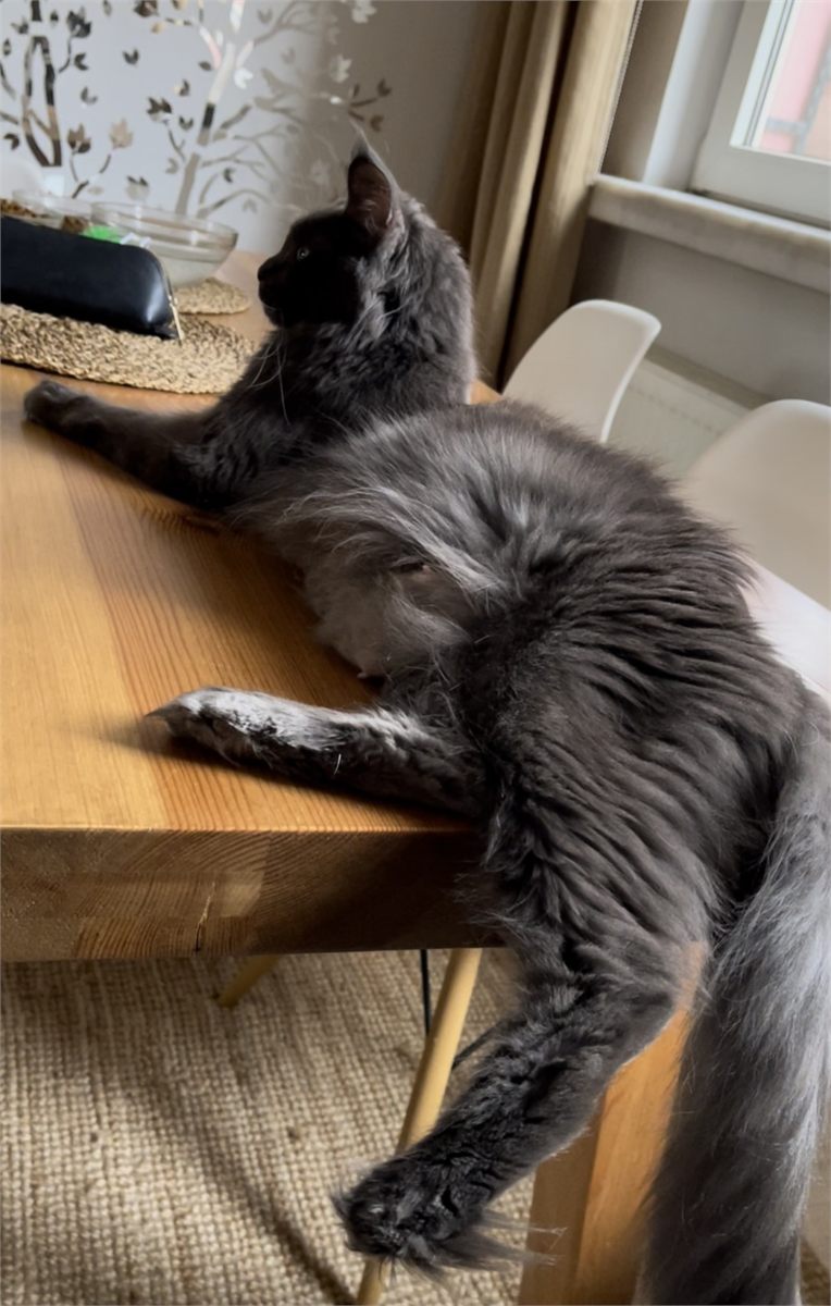 Blue (a) female Maine Coon parent