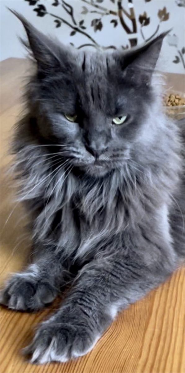 Blue (a) female Maine Coon parent