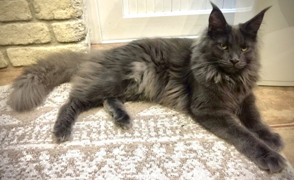 Blue (a) female Maine Coon parent