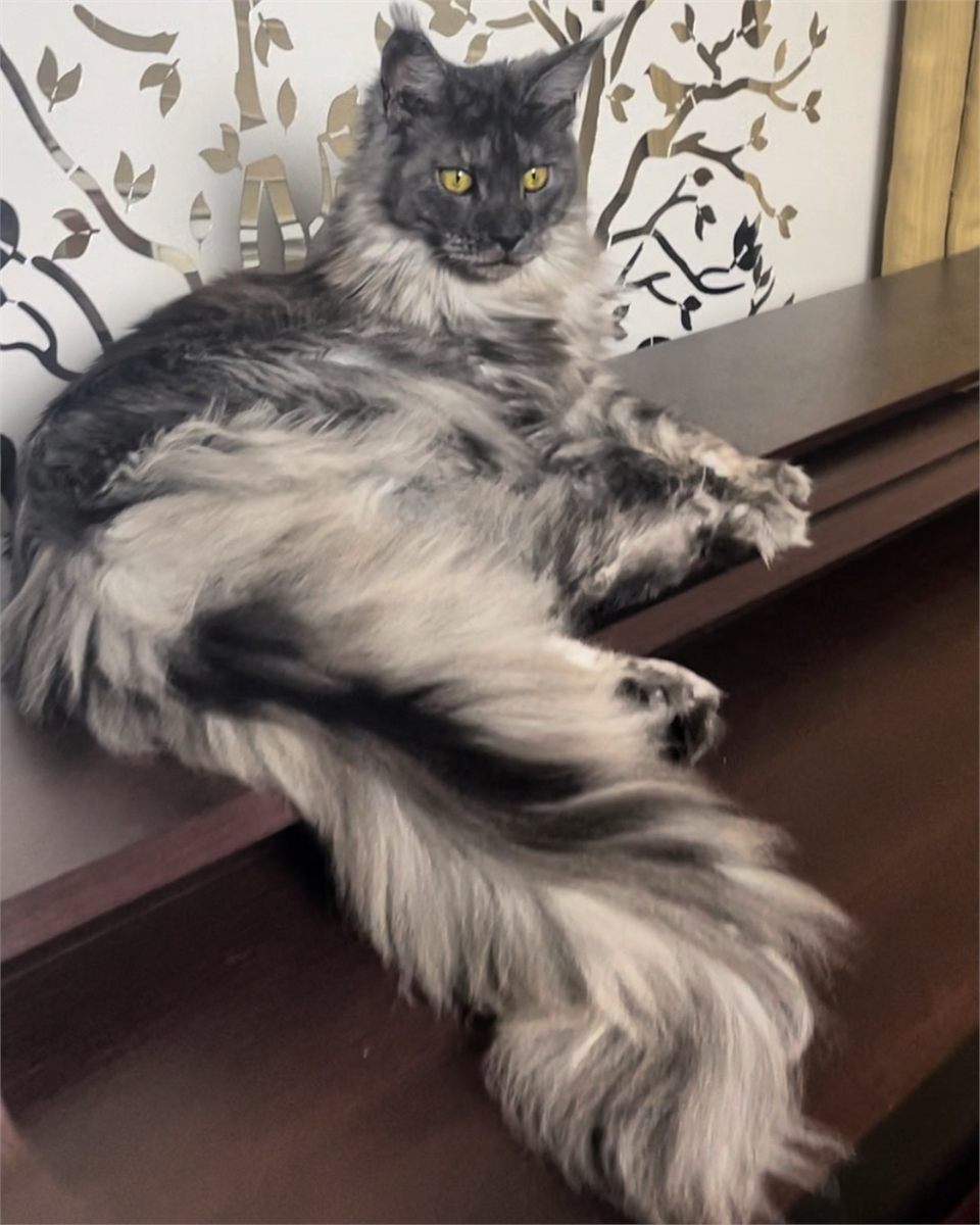 Black Smoke (ns) female Maine Coon graduated kitten