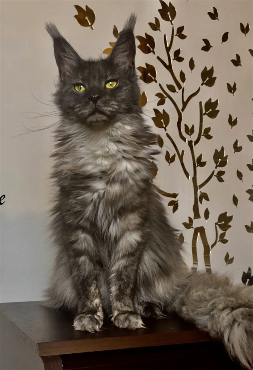 Black Smoke (ns) female Maine Coon graduated kitten