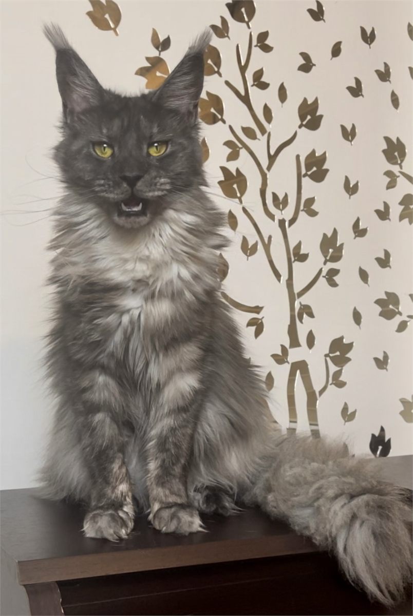 Black Smoke (ns) female Maine Coon graduated kitten