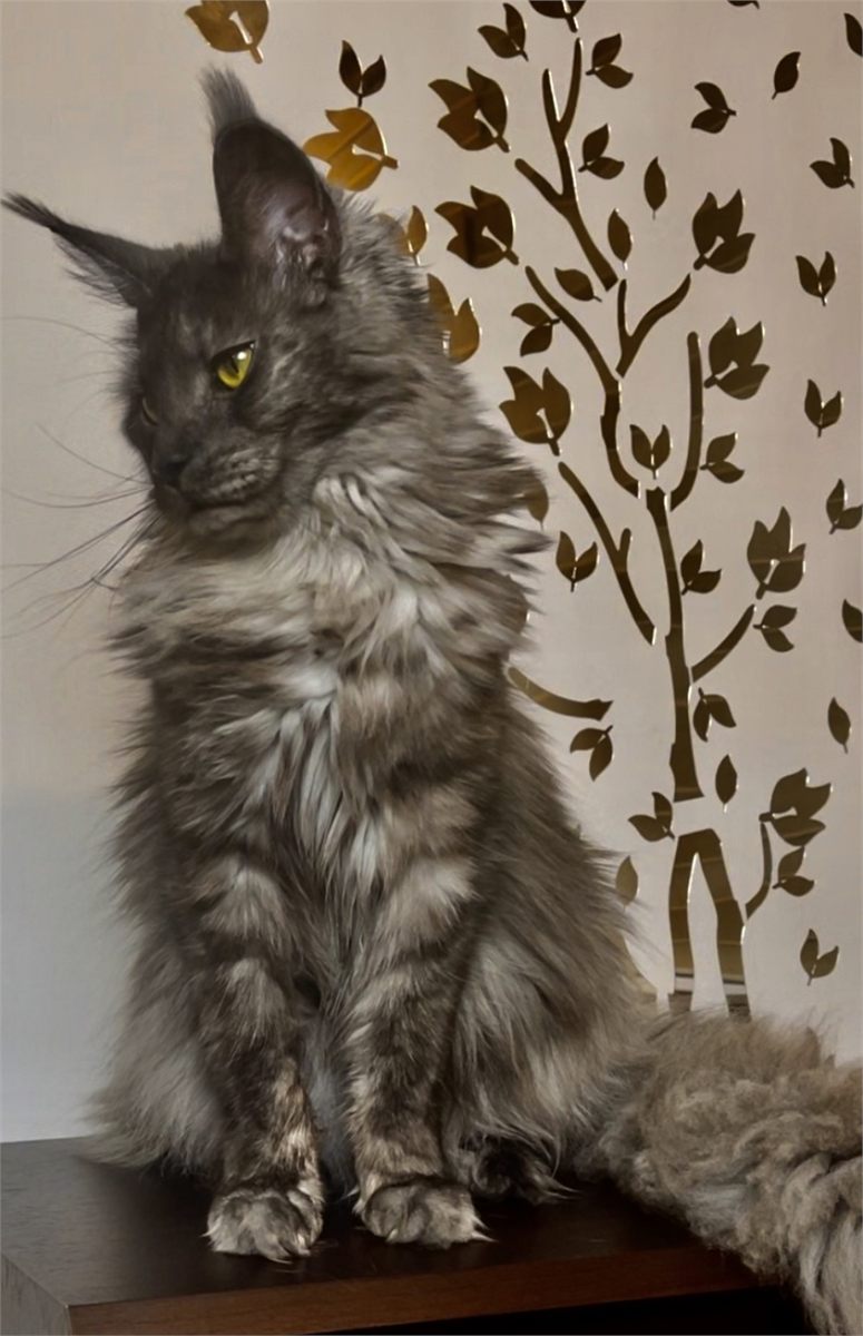Black Smoke (ns) female Maine Coon graduated kitten