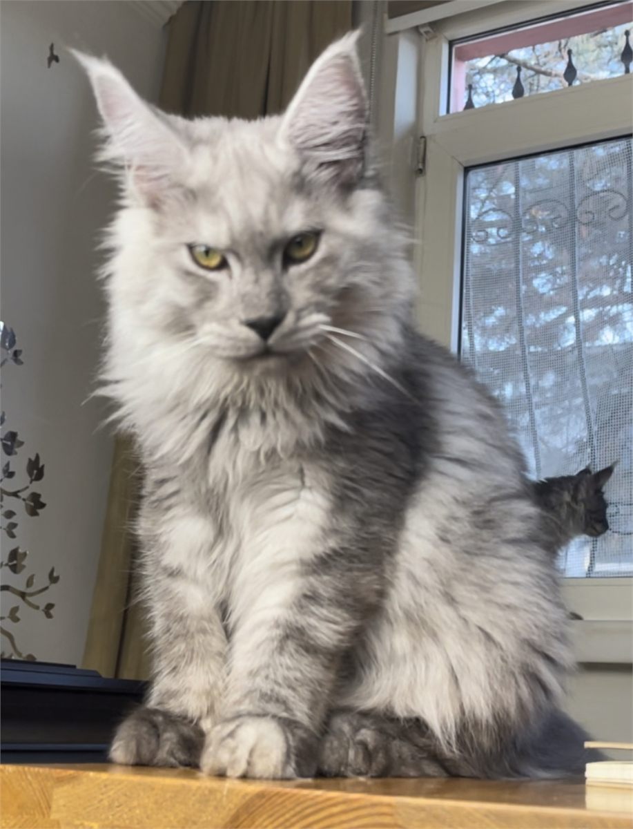 Pale Black Smoke (ns) male Maine Coon parent