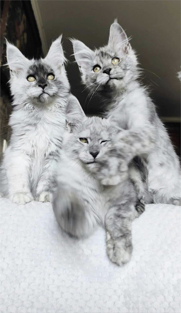 Pale Black Smoke (ns) male Maine Coon parent