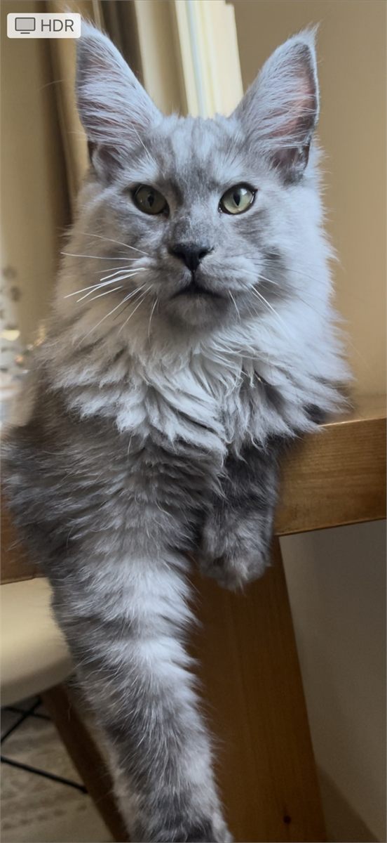 Pale Black Smoke (ns) male Maine Coon parent