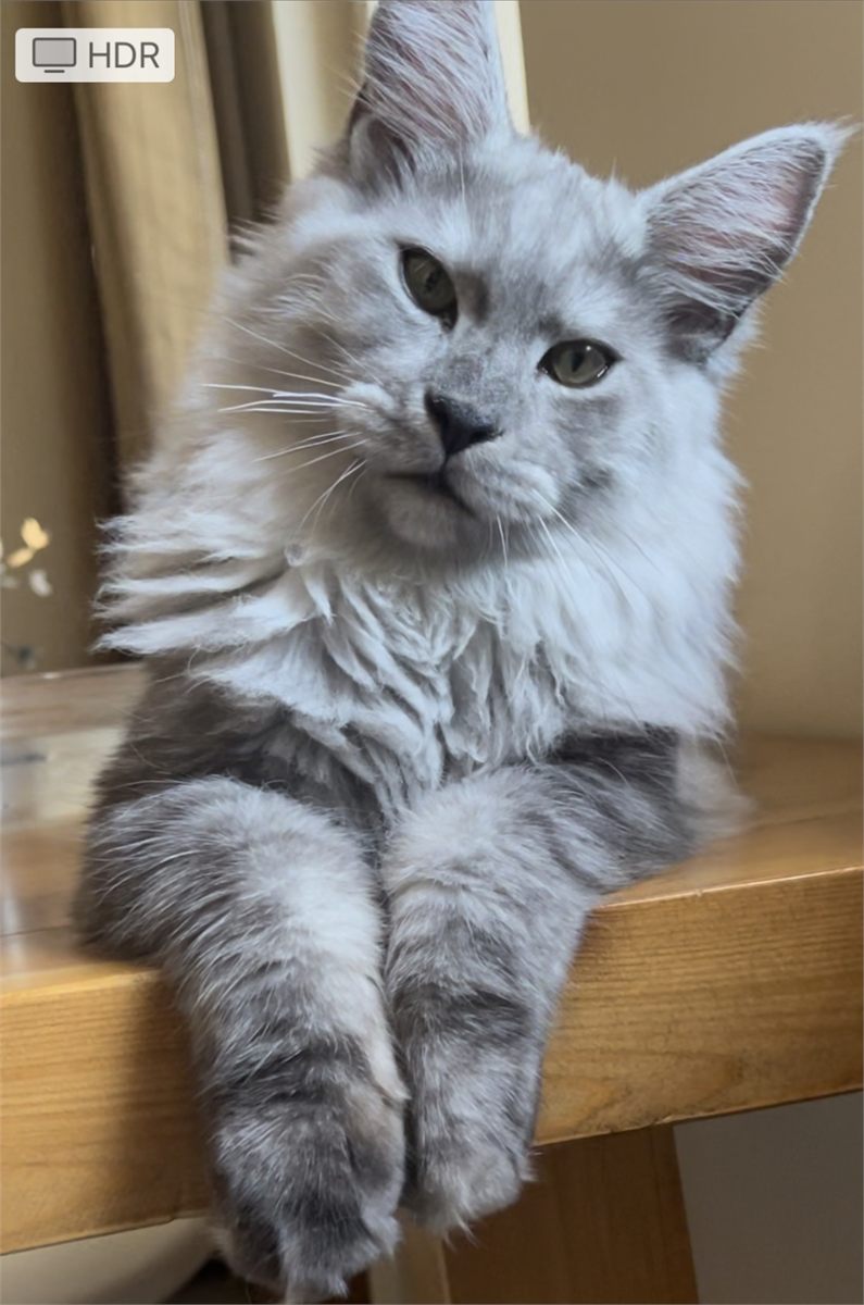 Pale Black Smoke (ns) male Maine Coon parent