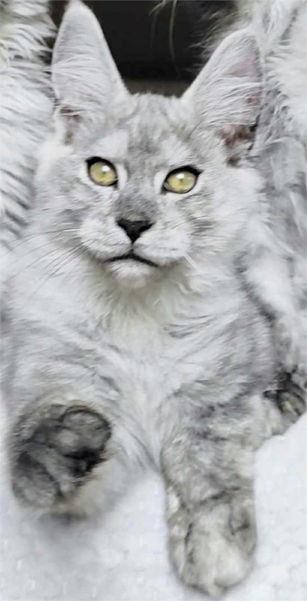 Pale Black Smoke (ns) male Maine Coon parent