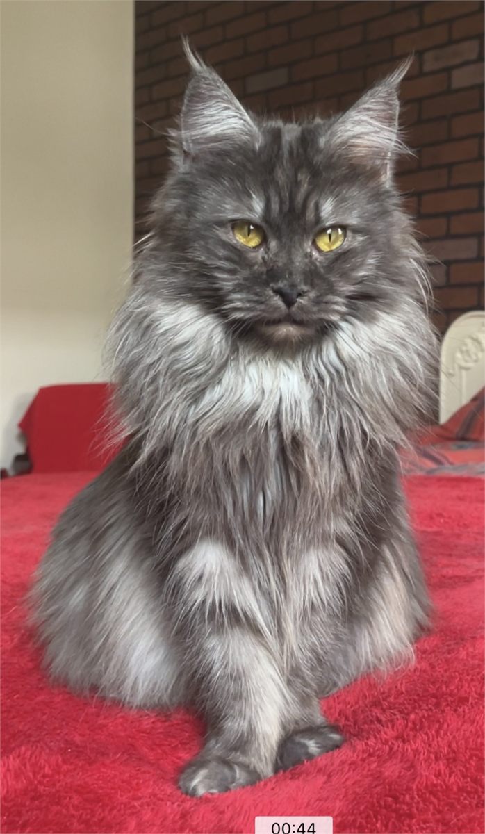 Black Smoke (ns) female Maine Coon parent
