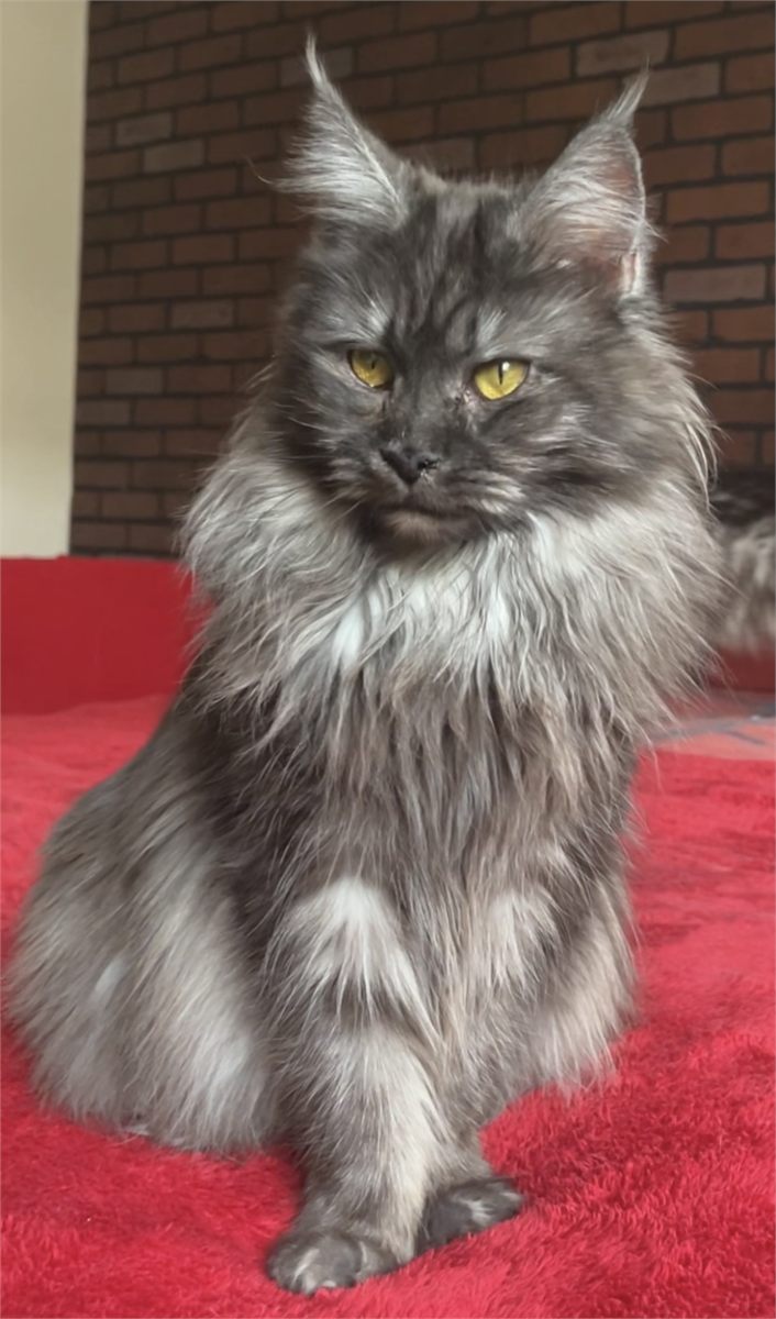 Black Smoke (ns) female Maine Coon parent