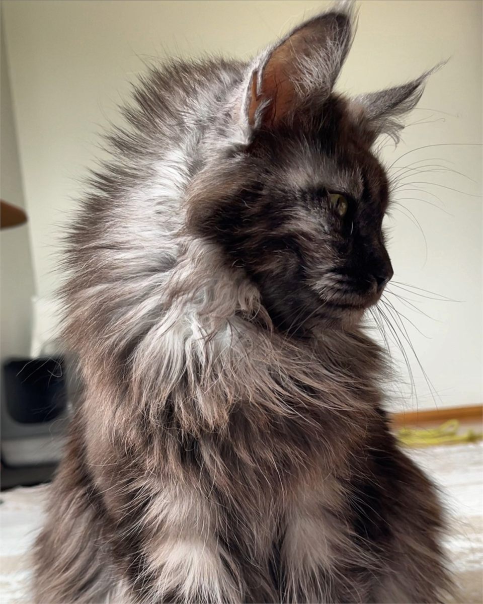 Black Smoke (ns) female Maine Coon parent