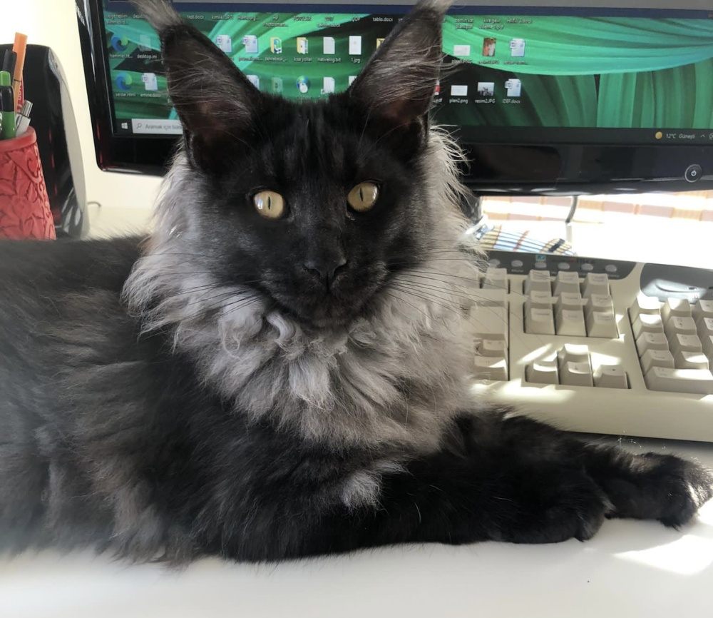 Black Smoke (ns) female Maine Coon parent