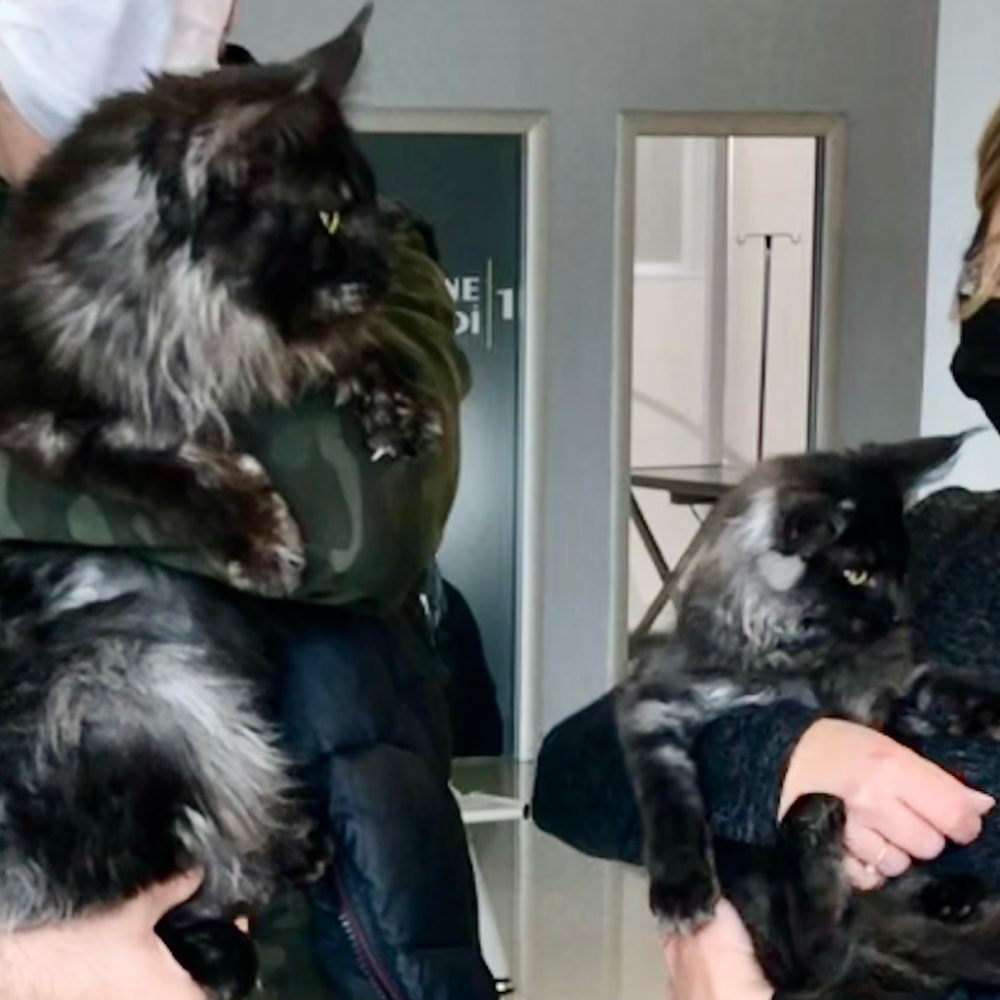 Black Smoke (ns) female Maine Coon parent