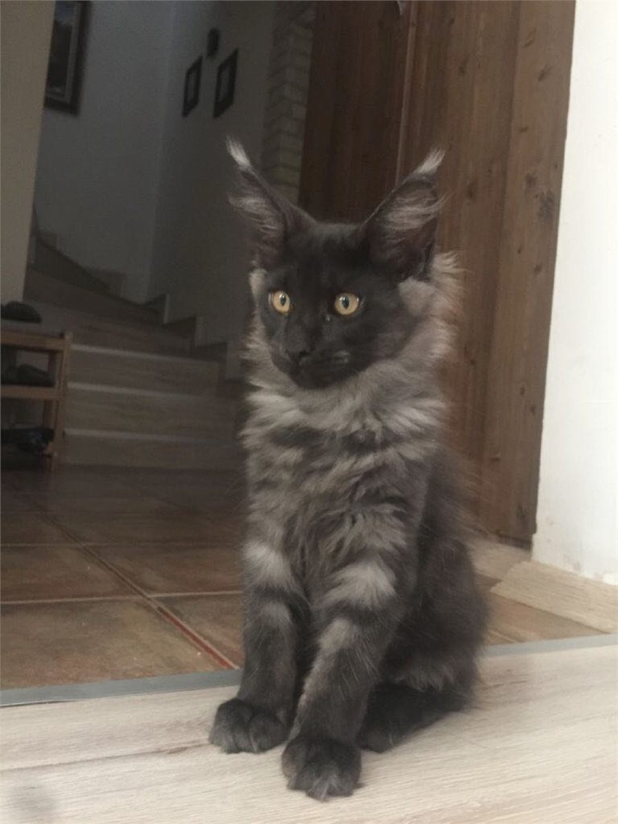 Black Smoke (ns) female Maine Coon parent