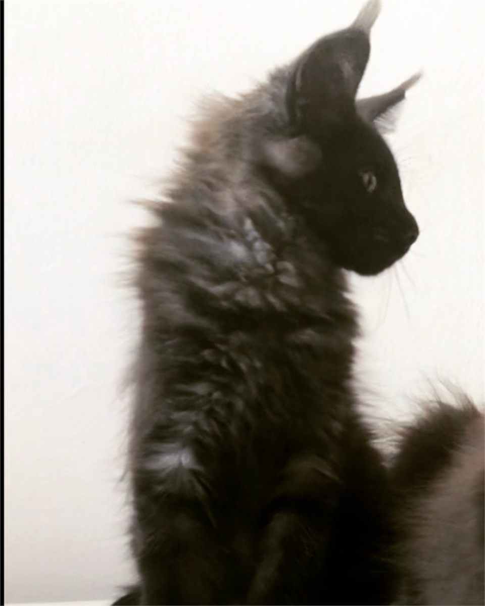 Black Smoke (ns) female Maine Coon parent