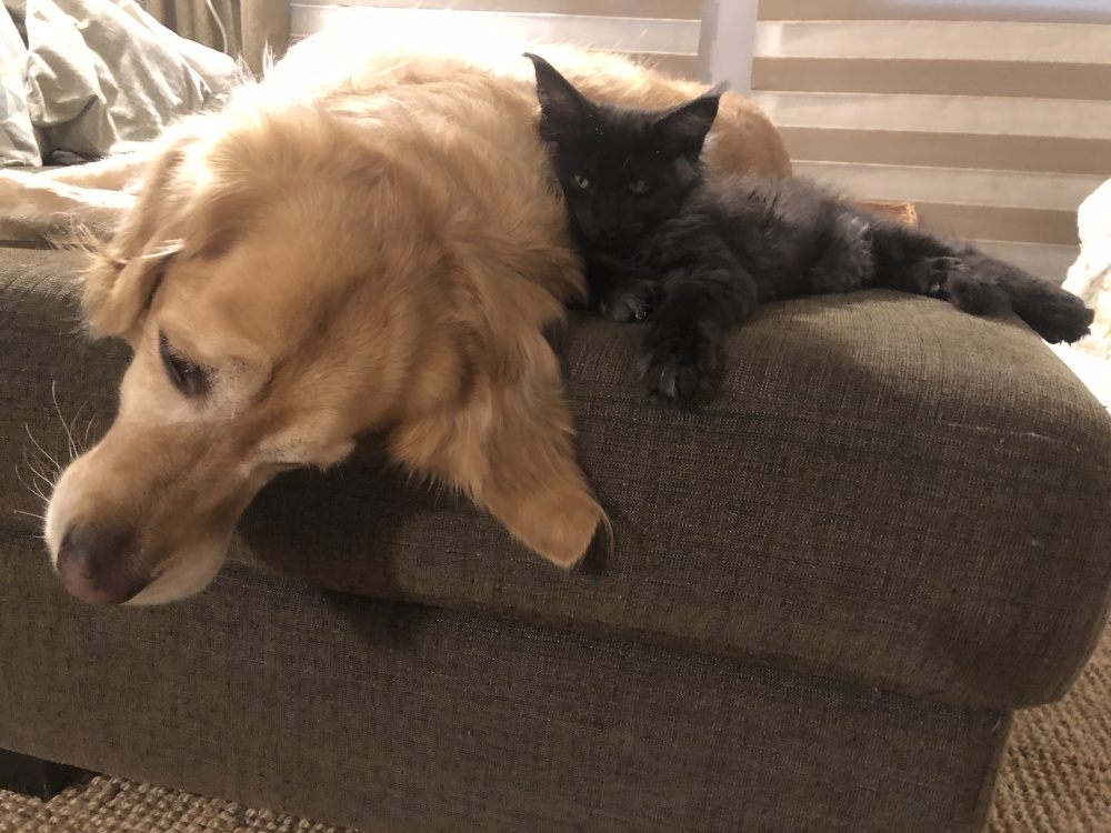 Black Smoke (ns) female Maine Coon parent