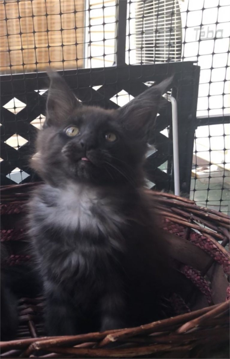Black Smoke (ns) female Maine Coon parent