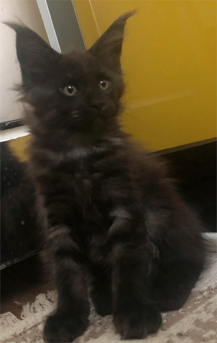 Black Smoke (ns) female Maine Coon parent