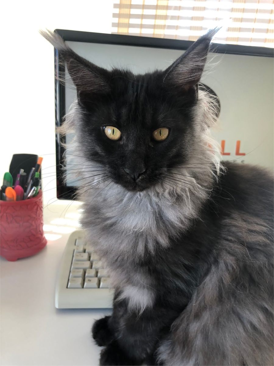 Black Smoke (ns) female Maine Coon parent