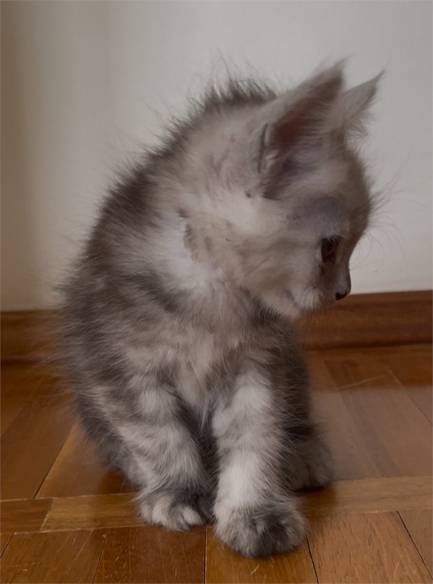 Pale Black Smoke (ns) female Maine Coon parent