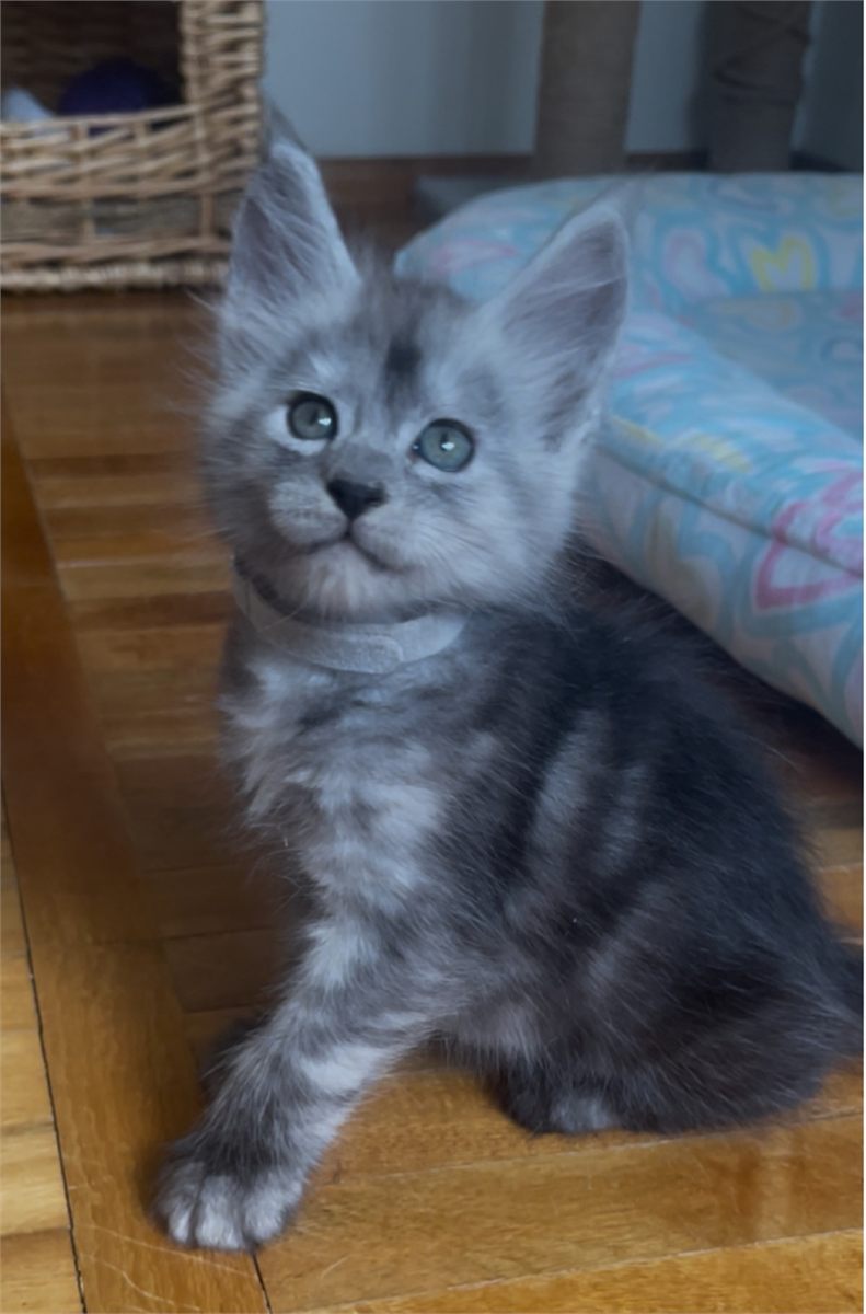 Pale Black Smoke (ns) male Maine Coon graduated kitten
