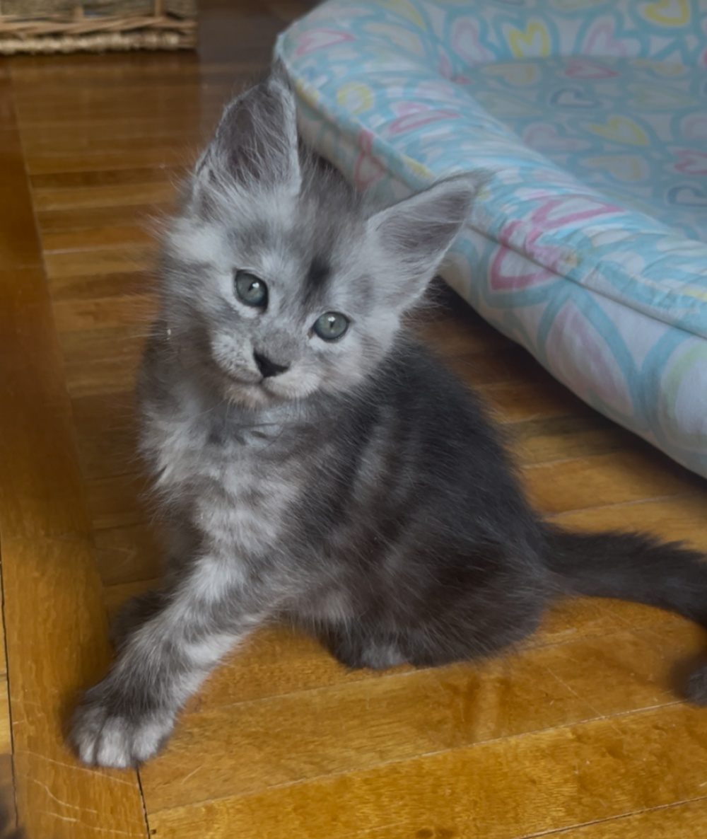 Pale Black Smoke (ns) male Maine Coon graduated kitten